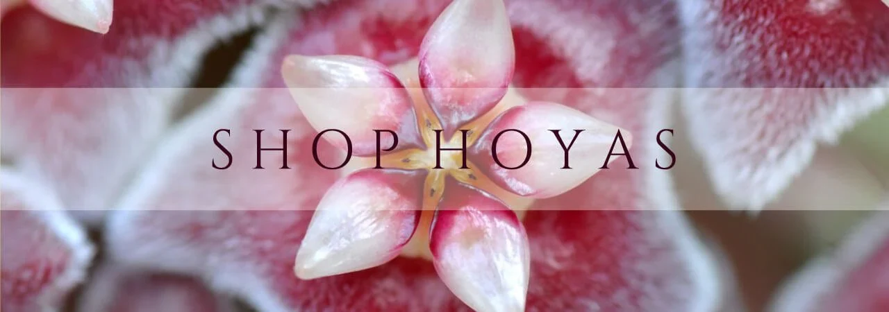 Australiaβs Premier Hoya Plant Boutique